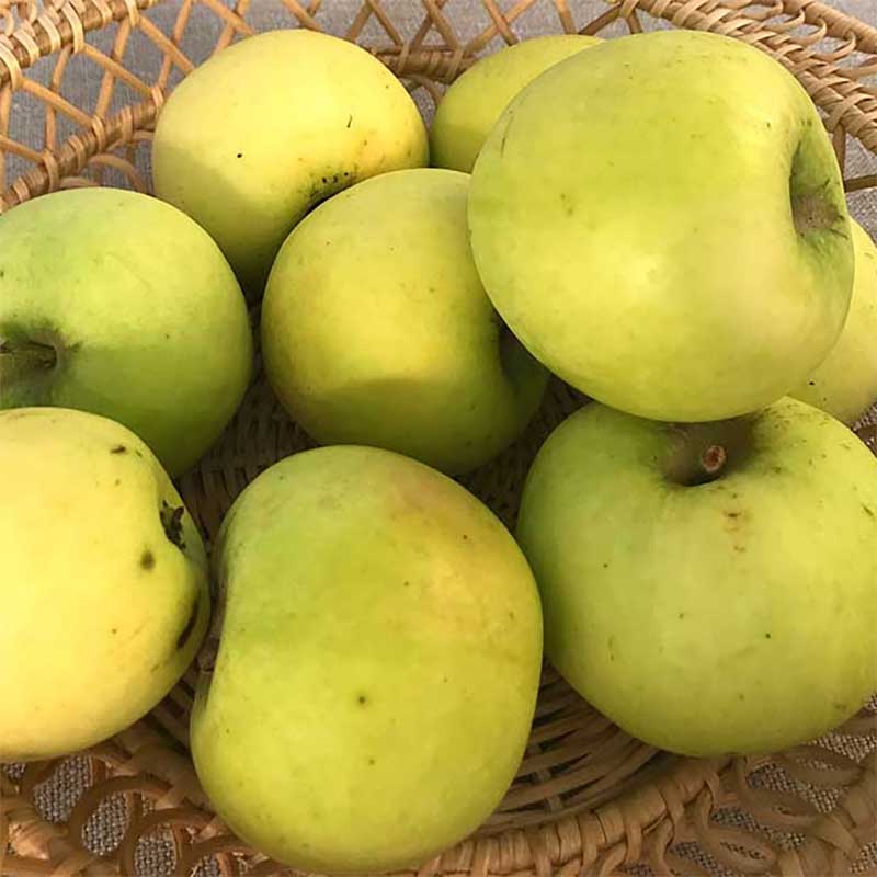 Wexthuset Ympris äpple ’Risäter’