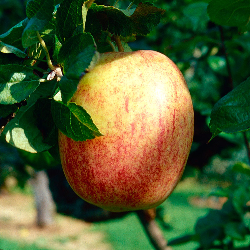 24054 Ympris äpple ’Melon’