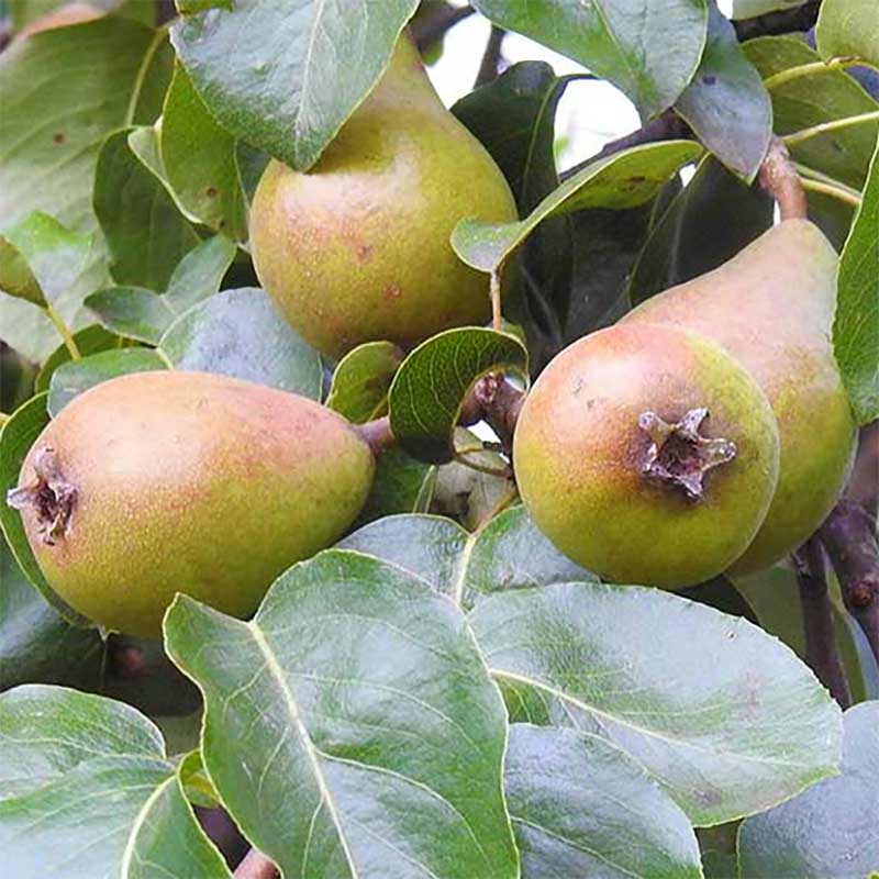 Wexthuset Ympris päron ’Gråpäron’